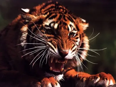 Изображение тигра, которое запомнится на всю жизнь