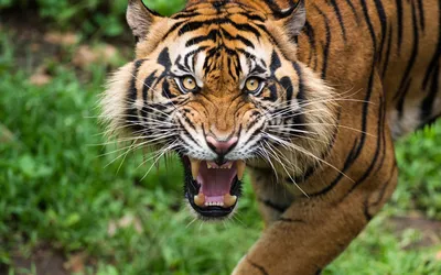 Злой тигр в высоком разрешении