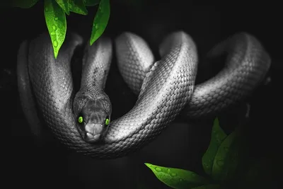 Фото Змей Африки - выбор профессионалов