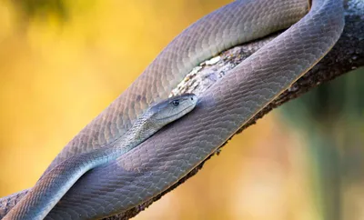 Фото Змей Африки - выберите формат скачивания