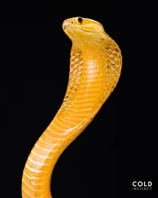 Великолепные фото Змей Африки