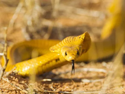 Фотки Змей Африки в png формате