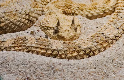 Удивительные картинки Змей Африки