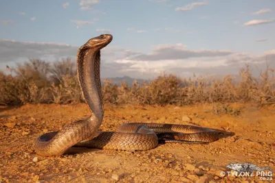 Впечатляющие фото Змей Африки