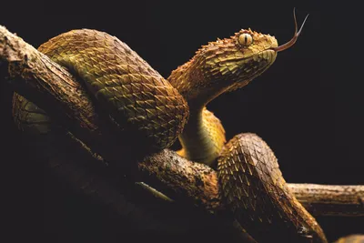 Великолепные картинки Змей Африки
