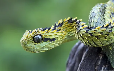 Уникальные фотографии Змей Африки