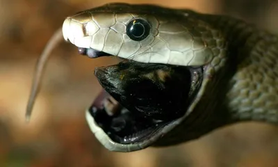 Изображение Змей Африки в формате webp
