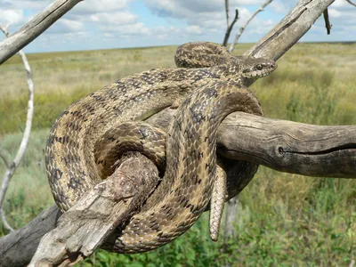 Змеи астраханской области: фотографии в разных форматах и размерах