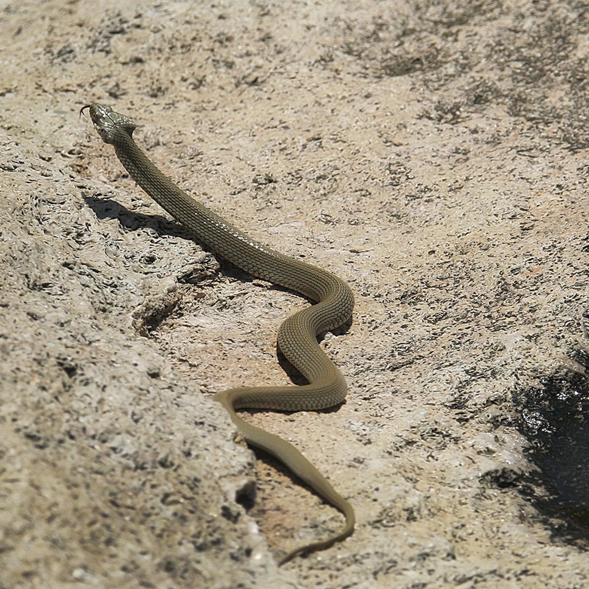Змей казахстана