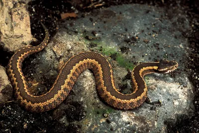 Фотка змей хабаровского края в формате png в различных размерах