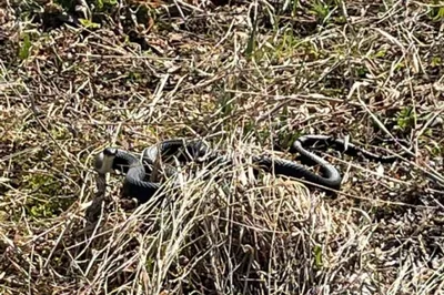 Фотография змеи кировской области в формате png