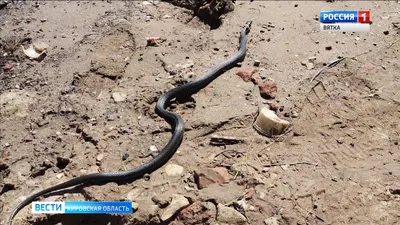 Впечатляющая фотография змеи кировской области