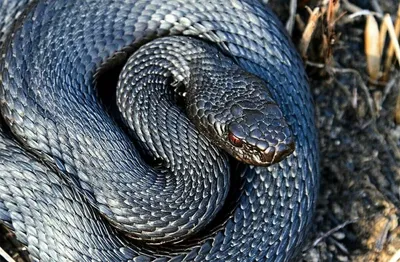 Необычное изображение змеи кировской области