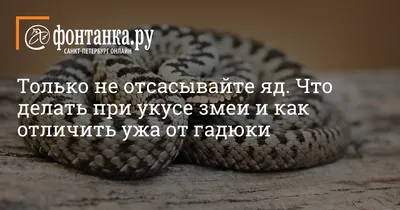 Фотография змеи кировской области в формате webp