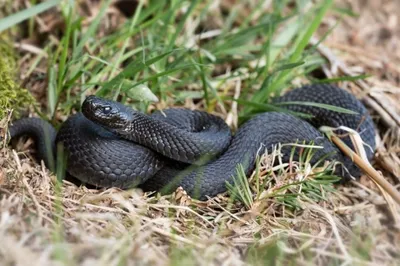 Интересный снимок змеи кировской области