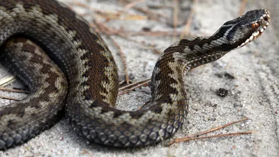 Увлекательное изображение змеи кировской области