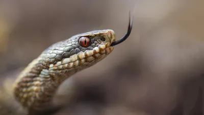 Удивительная фотка змеи кировской области