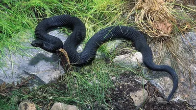 Потрясающий снимок змеи кировской области