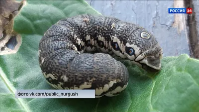 Запоминающееся фото змеи кировской области
