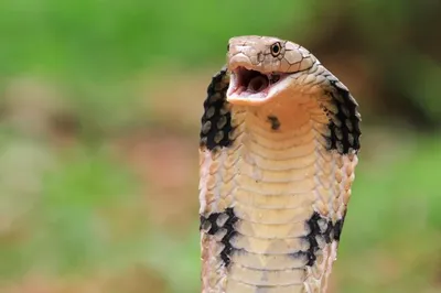 Змеи кобра фотографии