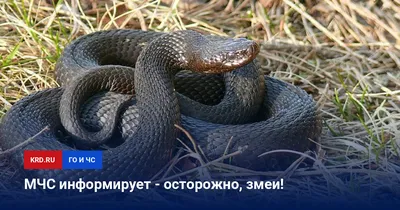 Змеи краснодарского края фотографии