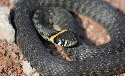 Уральские змеи: фото, которые не оставят вас равнодушными