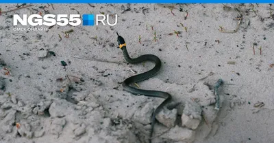 В поисках змей на Урале: фото в разных форматах и размерах