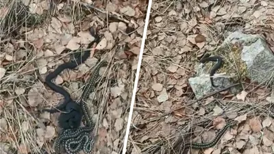 Фото змей на Урале: разнообразные изображения для скачивания
