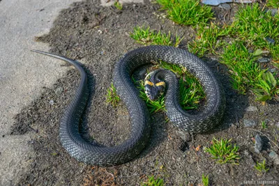 Фото-сюрприз: разнообразные изображения змей на Урале