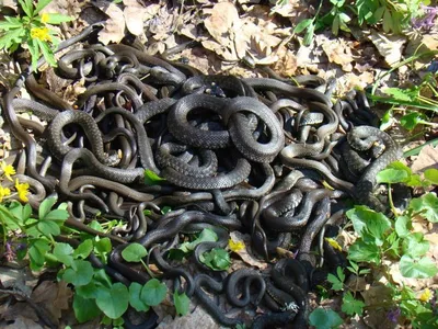 Фотография змеи нижегородской области в формате png