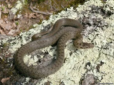 Изображение змеи в png формате: Змеи нижегородской области
