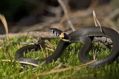 Фотка змеи в webp формате: Змеи нижегородской области