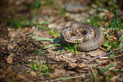 Змеи нижегородской области фотографии