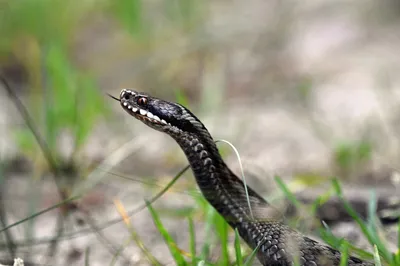Фотка змеи в webp формате: Нижегородская область, Змеи