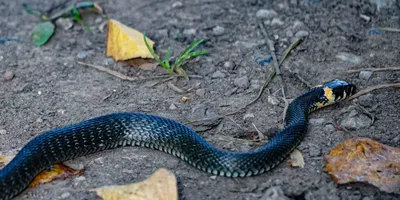Фотография змеи: скачать в webp формате, Нижегородская область, фото