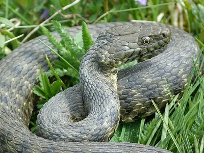 Фото змеи нижегородской области: выбор формата сохранения