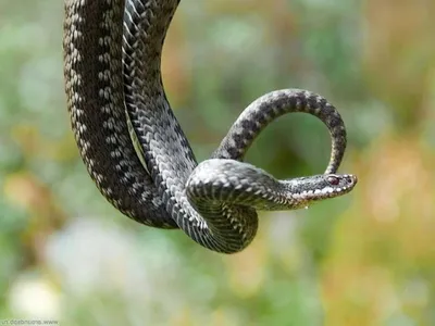 Фотка змеи в webp: Нижегородская область