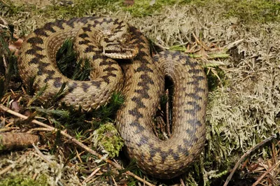 Фото змеи в Пензенской области, jpg