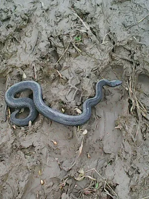 Изображение змеи в Пензенской области, jpg
