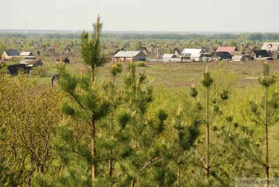 Фото змеи в Пензенской области: формат png