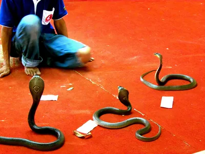 Фотографии местных змей на Пхукете