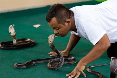 Змеи Пхукета на великолепных фотографиях