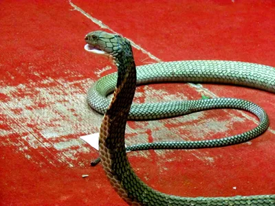 Красочные изображения змей Пхукета в формате jpg