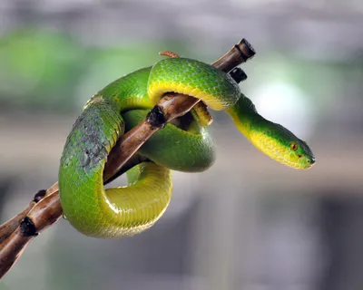 Качественные фото змей Пхукета в формате jpg