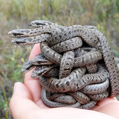 Фотка змеи поволжья в качестве обоев