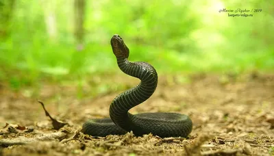 Фотография змеи поволжья в формате jpg