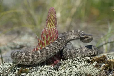 Фотка змеи поволжья с возможностью изменения размера