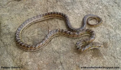 Фото змеи поволжья с возможностью загрузки