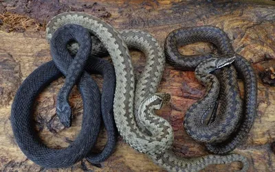 Фотка змеи поволжья в формате jpg для печати