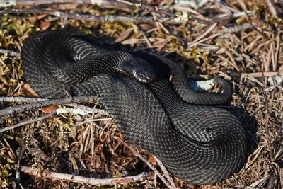 Фотография змеи поволжья для использования в рекламе